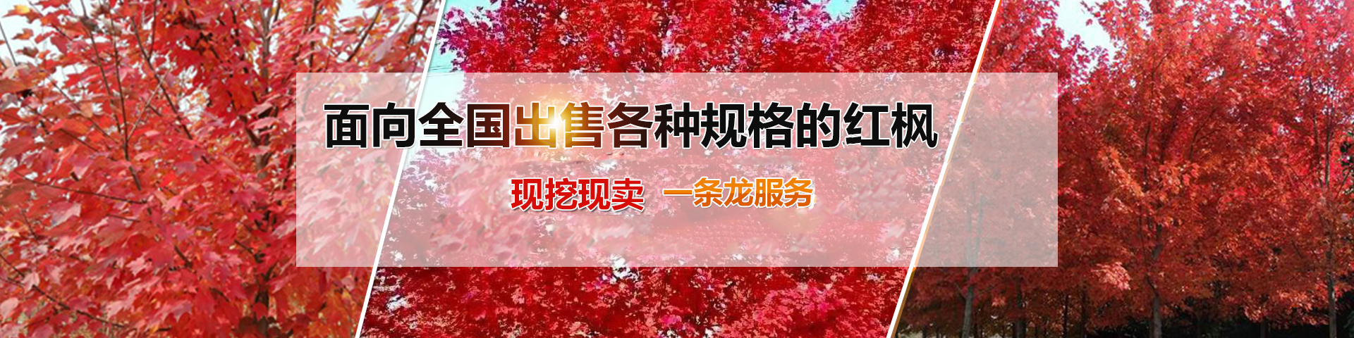 濟(jì)寧金楓園林工程有限公司